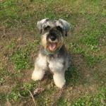 http://www.buddydog.net/wp-content/uploads/2013/05/Ando-1-wpcf_150x150.jpg