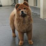 http://www.buddydog.net/wp-content/uploads/2013/05/Baozi-1-wpcf_150x150.jpg