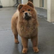 http://www.buddydog.net/wp-content/uploads/2013/05/Baozi-1-wpcf_190x190.jpg