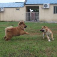 http://www.buddydog.net/wp-content/uploads/2013/05/Baozi-2-wpcf_190x190.jpg