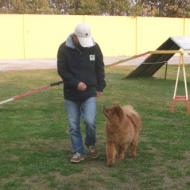 http://www.buddydog.net/wp-content/uploads/2013/05/Baozi-3-wpcf_190x190.jpg
