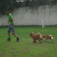 http://www.buddydog.net/wp-content/uploads/2013/05/Baozi-4-wpcf_190x190.jpg