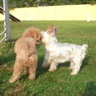 http://www.buddydog.net/wp-content/uploads/2013/05/Bella-2-wpcf_190x190.jpg