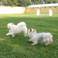 http://www.buddydog.net/wp-content/uploads/2013/05/Bella-3-wpcf_190x190.jpg