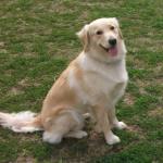http://www.buddydog.net/wp-content/uploads/2013/05/Daisy-1-wpcf_150x150.jpg