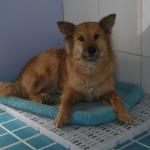 http://www.buddydog.net/wp-content/uploads/2013/05/Ginger-1-wpcf_150x150.jpg