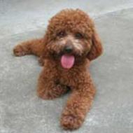http://www.buddydog.net/wp-content/uploads/2013/05/Hershey-1-wpcf_190x190.jpg