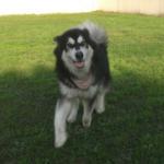 http://www.buddydog.net/wp-content/uploads/2013/05/Millie-1-wpcf_150x150.jpg