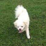 http://www.buddydog.net/wp-content/uploads/2013/05/Milo-1-wpcf_150x150.jpg