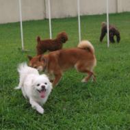 http://www.buddydog.net/wp-content/uploads/2013/05/Milo-2-wpcf_190x190.jpg