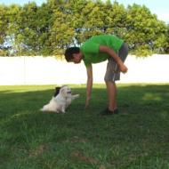 http://www.buddydog.net/wp-content/uploads/2013/05/Milo-4-wpcf_190x190.jpg