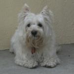 http://www.buddydog.net/wp-content/uploads/2013/05/Rusty-1-wpcf_150x150.jpg