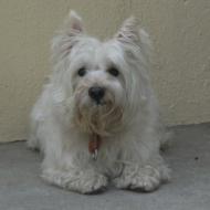 http://www.buddydog.net/wp-content/uploads/2013/05/Rusty-1-wpcf_190x190.jpg