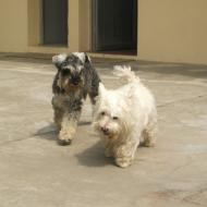 http://www.buddydog.net/wp-content/uploads/2013/05/Rusty-2-wpcf_190x190.jpg
