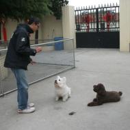 http://www.buddydog.net/wp-content/uploads/2013/05/Rusty-3-wpcf_190x190.jpg