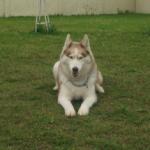 http://www.buddydog.net/wp-content/uploads/2013/05/Zoe-1-wpcf_150x150.jpg
