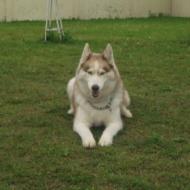 http://www.buddydog.net/wp-content/uploads/2013/05/Zoe-1-wpcf_190x190.jpg