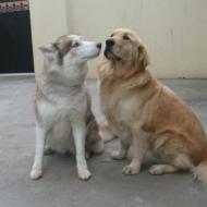 http://www.buddydog.net/wp-content/uploads/2013/05/Zoe-2-wpcf_190x190.jpg