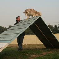 http://www.buddydog.net/wp-content/uploads/2013/05/Zoe-3-wpcf_190x190.jpg