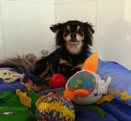 http://www.buddydog.net/wp-content/uploads/Abby-1-wpcf_190x175.jpg