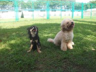 http://www.buddydog.net/wp-content/uploads/Abby-2-wpcf_190x143.jpg