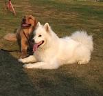 http://www.buddydog.net/wp-content/uploads/Camelot-1-wpcf_150x139.jpg