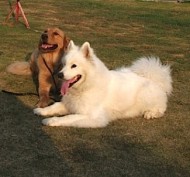 http://www.buddydog.net/wp-content/uploads/Camelot-1-wpcf_190x177.jpg