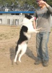 http://www.buddydog.net/wp-content/uploads/Dot-1-wpcf_108x150.jpg