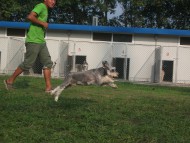 http://www.buddydog.net/wp-content/uploads/Genki-2--wpcf_190x143.jpg