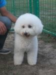 http://www.buddydog.net/wp-content/uploads/Jerry-1-wpcf_112x150.jpg