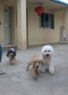 http://www.buddydog.net/wp-content/uploads/Jerry-2-wpcf_136x190.jpg