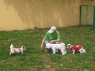 http://www.buddydog.net/wp-content/uploads/Jerry-3-wpcf_190x143.jpg
