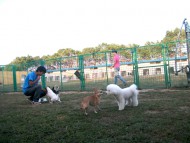 http://www.buddydog.net/wp-content/uploads/Jerry-4-wpcf_190x143.jpg