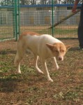 http://www.buddydog.net/wp-content/uploads/Maya-1-wpcf_119x150.jpg