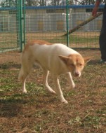 http://www.buddydog.net/wp-content/uploads/Maya-1-wpcf_151x190.jpg
