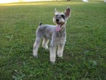 http://www.buddydog.net/wp-content/uploads/Muffin-12-wpcf_150x113.jpg