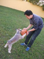 http://www.buddydog.net/wp-content/uploads/Muffin-21-wpcf_143x190.jpg