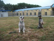 http://www.buddydog.net/wp-content/uploads/Muffin-3-wpcf_190x143.jpg