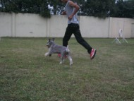 http://www.buddydog.net/wp-content/uploads/Muffin-4-wpcf_190x143.jpg
