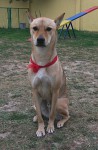 http://www.buddydog.net/wp-content/uploads/Mutley-1--wpcf_98x150.jpg