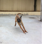 Peanut 1