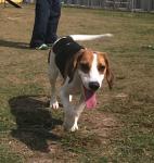 http://www.buddydog.net/wp-content/uploads/Rodney-1-wpcf_142x150.jpg