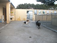 http://www.buddydog.net/wp-content/uploads/Rodney-2--wpcf_190x143.jpg