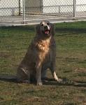 http://www.buddydog.net/wp-content/uploads/Rosebud-11-wpcf_123x150.jpg