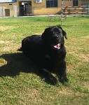 http://www.buddydog.net/wp-content/uploads/Sema-1-copy-wpcf_127x150.jpg