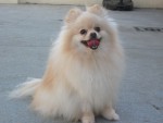 http://www.buddydog.net/wp-content/uploads/Snuffies-1--wpcf_150x113.jpg