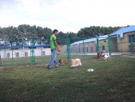 http://www.buddydog.net/wp-content/uploads/Snuffies-4--wpcf_190x143.jpg