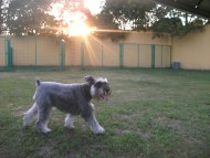http://www.buddydog.net/wp-content/uploads/Wally-2-copy-wpcf_190x143.jpg