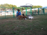 http://www.buddydog.net/wp-content/uploads/Wally-4-copy-wpcf_190x143.jpg