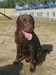http://www.buddydog.net/wp-content/uploads/Yogi-1--wpcf_113x150.jpg
